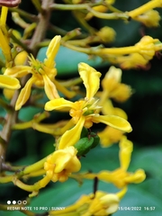 Lophanthera lactescens
