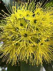 Xanthostemon chrysanthus