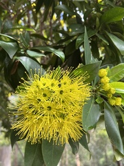 Xanthostemon chrysanthus