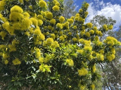 Xanthostemon chrysanthus