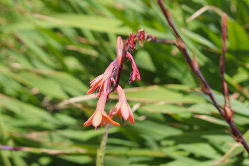 Watsonia meriana image