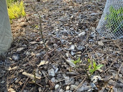 Asclepias perennis