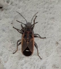 Aspilocoryphus mendicus