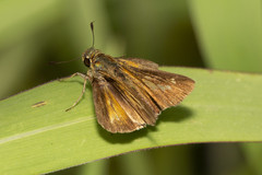 Parnara amalia