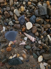 Turritellinella tricarinata