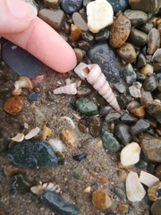 Turritellinella tricarinata