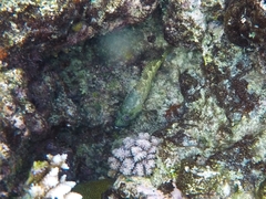 Epinephelus spilotoceps