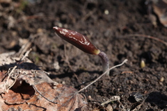 Fritillaria stenanthera