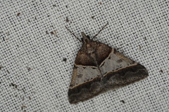 Dichromodes orthotis