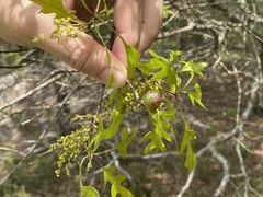 Quercus georgiana