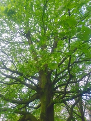 Carpinus betulus