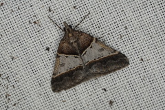 Dichromodes orthotis