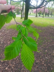 Carpinus betulus