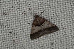 Dichromodes orthotis