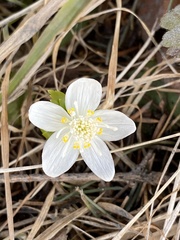 Eranthis tanhoensis