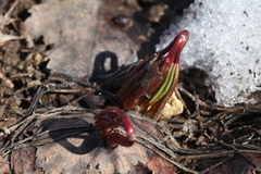 Gymnospermium albertii