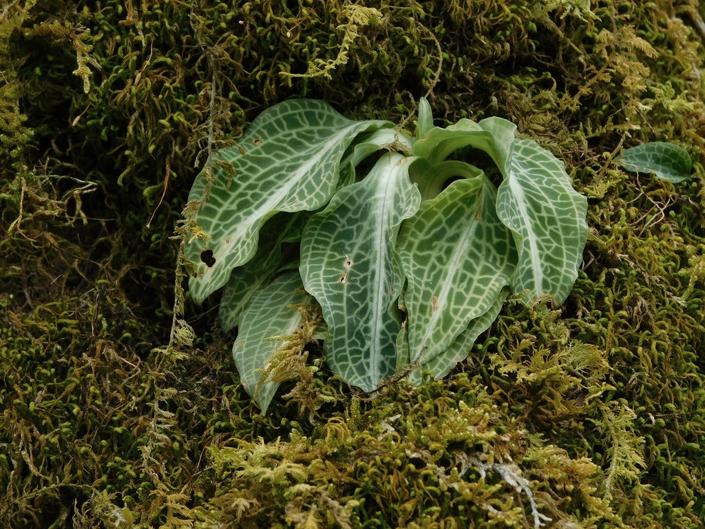 Goodyera pubescens