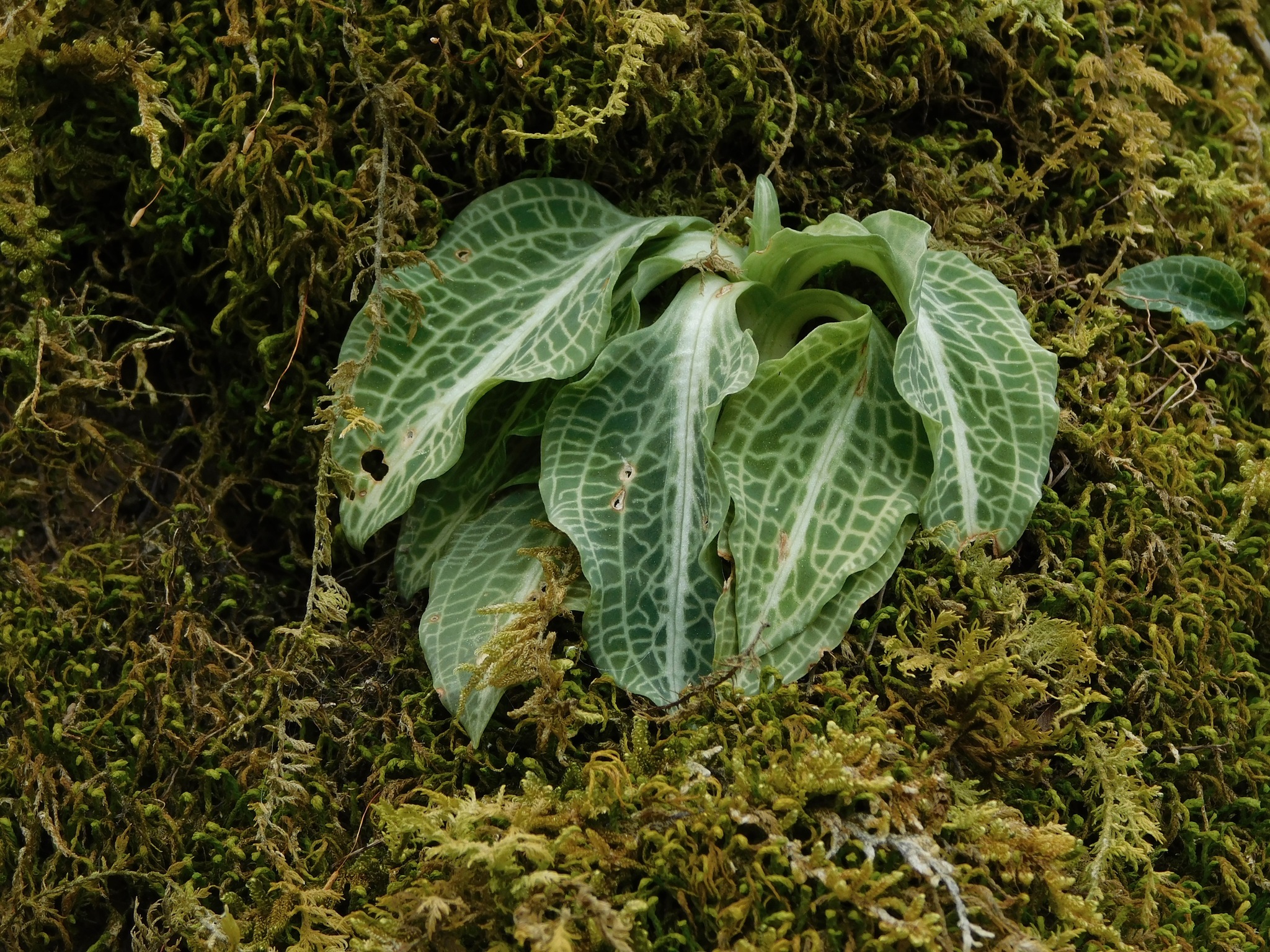 Goodyera pubescens