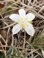 Eranthis tanhoensis