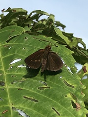 Iambrix salsala salsala