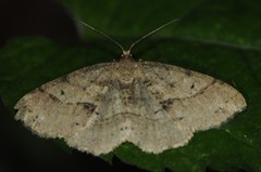 Melanolophia signataria