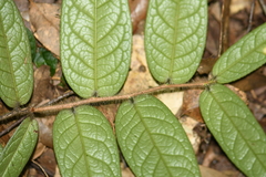 Camellia edithae