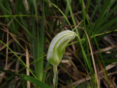 Pterostylis ophioglossa