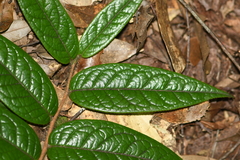 Camellia edithae