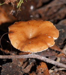 Lentinellus tasmanicus