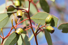 Eucalyptus incrassata