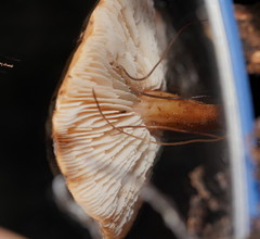 Lentinellus tasmanicus