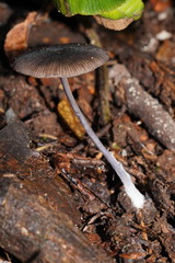 Entoloma albidocoeruleum