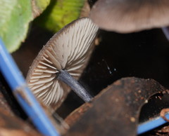 Entoloma albidocoeruleum