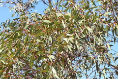Eucalyptus incrassata