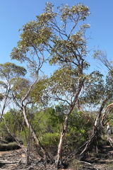 Eucalyptus incrassata
