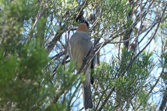 Pachycephala inornata