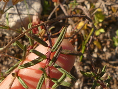 Fumana thymifolia