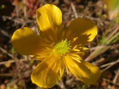 Ranunculus paludosus