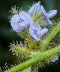 Calopogonium mucunoides