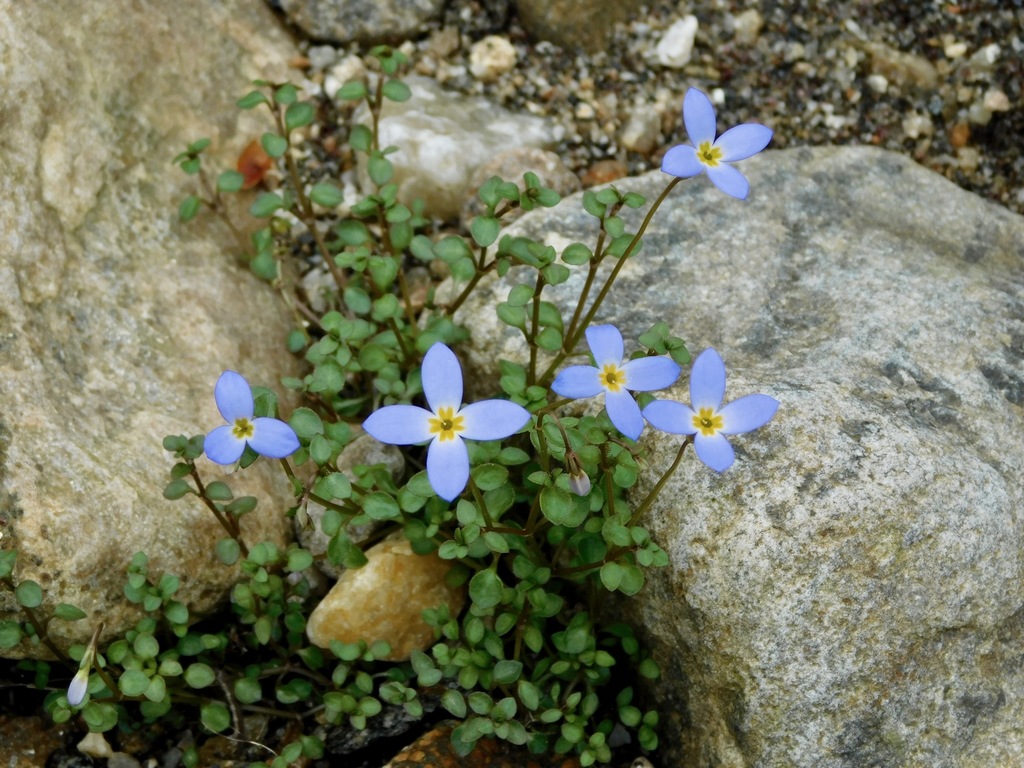 Thyme-leaved Bluet