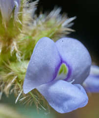 Calopogonium mucunoides