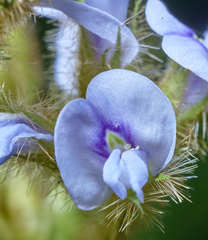 Calopogonium mucunoides