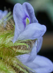 Calopogonium mucunoides