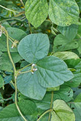 Calopogonium mucunoides