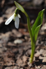 Galanthus platyphyllus