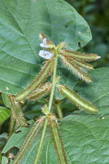 Calopogonium mucunoides