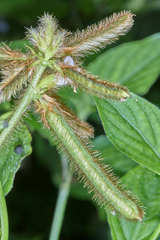 Calopogonium mucunoides