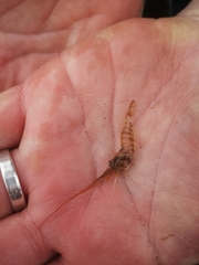 Palaemon elegans