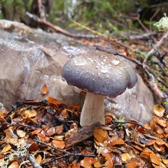 Cortinarius metallicus