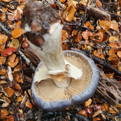 Cortinarius metallicus